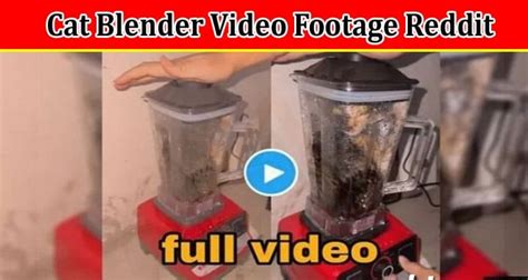 cat in blender video twitter|Animal abuse videos go viral on Twitter, raising concerns